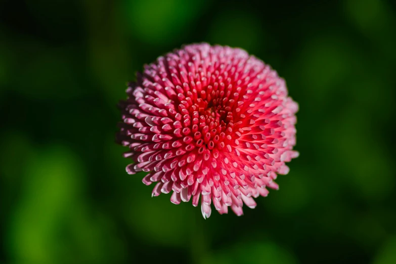 a large pink flower sitting in the middle of a green background