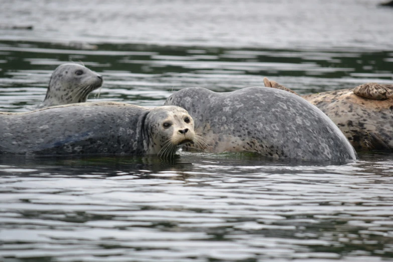 sealions floating around in the sea looking for food