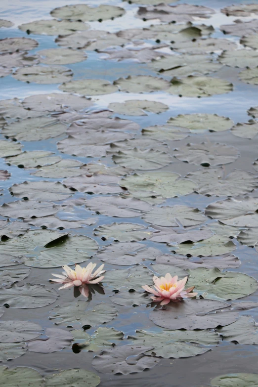 two pink water lilies in the water with lily pads on them