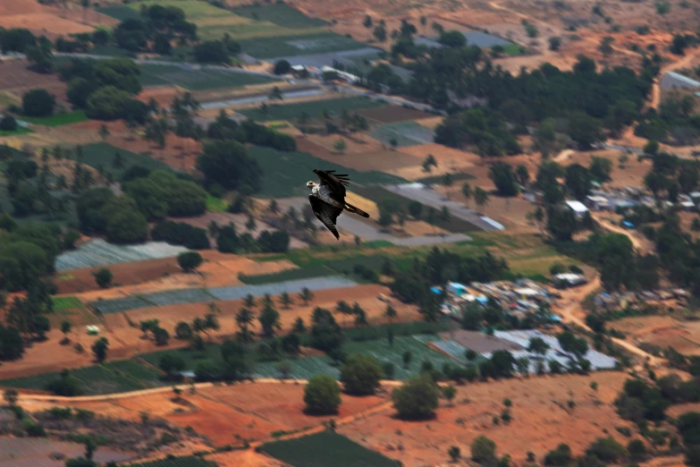 a bird flies over a small town with several houses and farms