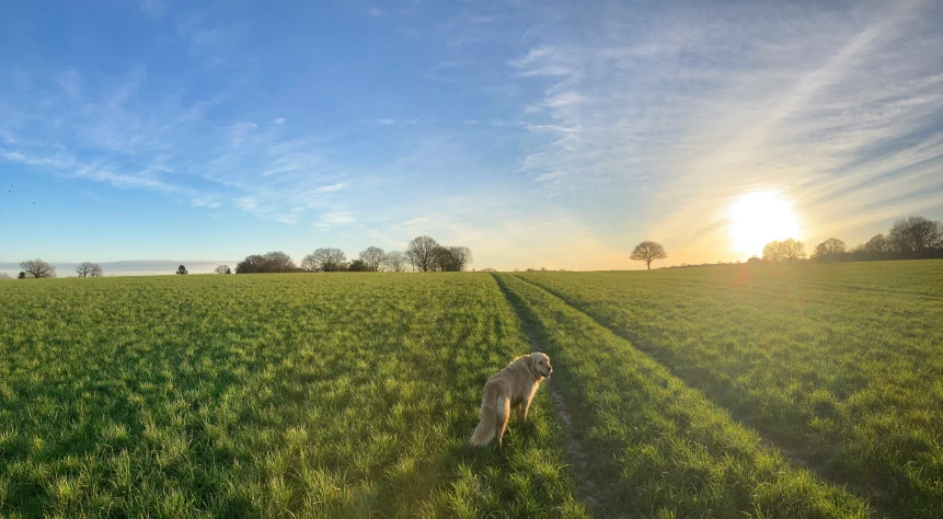a dog stands on an open field as the sun sets