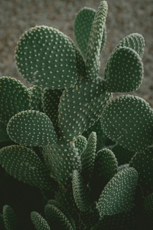 a green cactus with some white dots on it