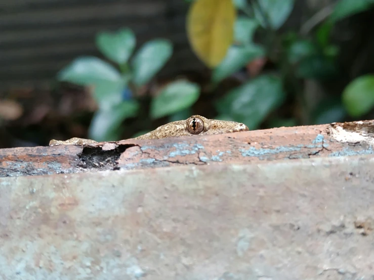 an lizard sits on a stone ledge beside green vegetation