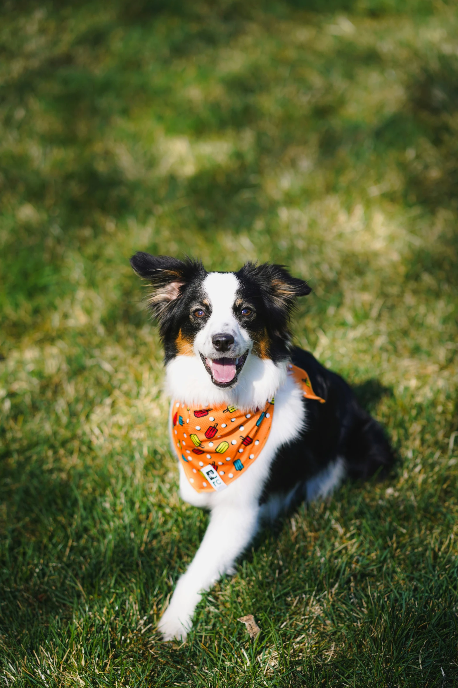 a black and white dog is sitting in the grass with a bandana around his neck