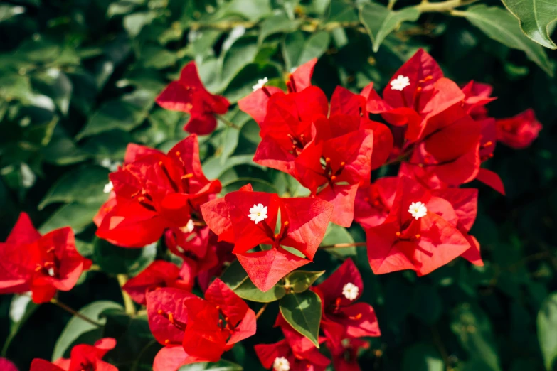 many red flowers are growing together near some bushes