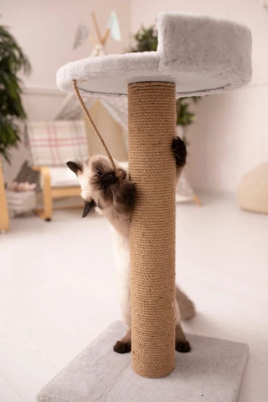 a small cat with a toy in a room