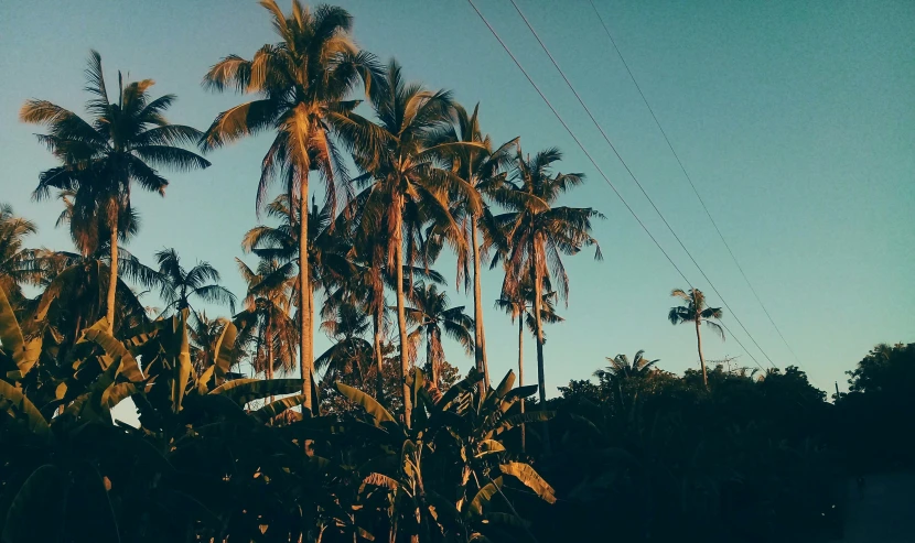 the sun is shining over a line of palm trees