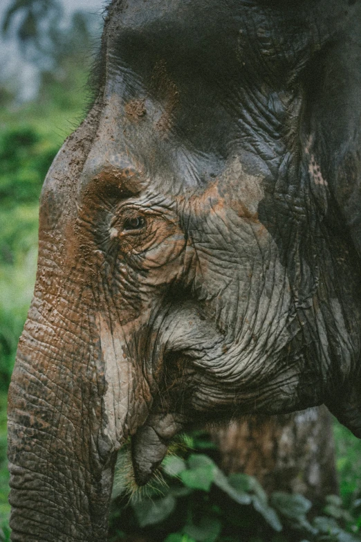 an elephant's face is partially hidden by grass