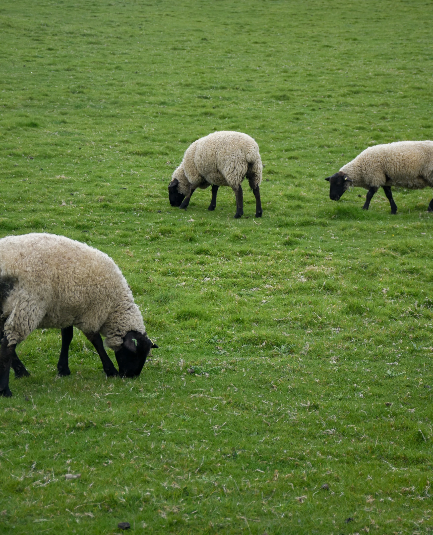 some sheep are grazing in an open field