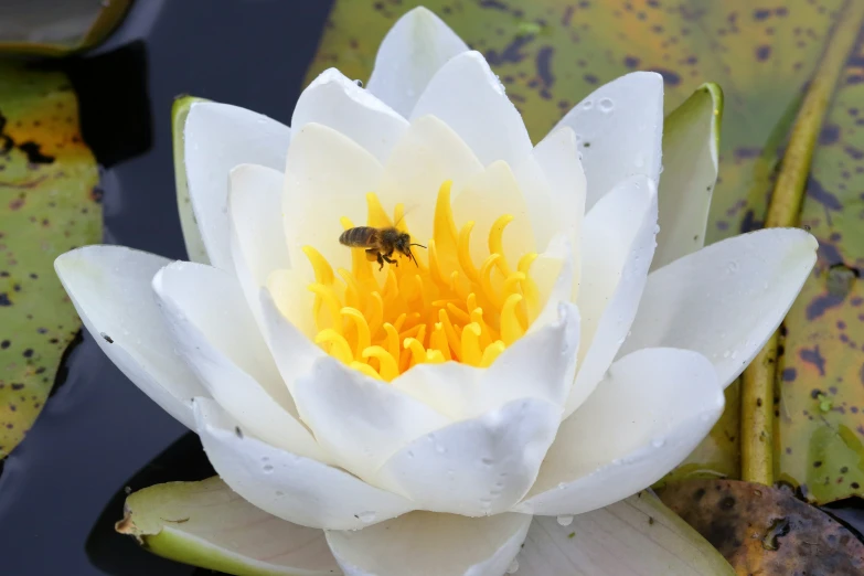 a water lily is shown in a pond with water lillies