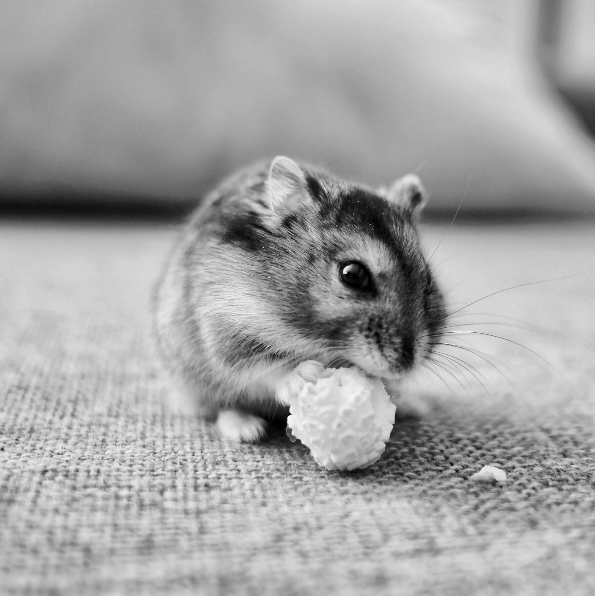 black and white image of hamster eating from a toy