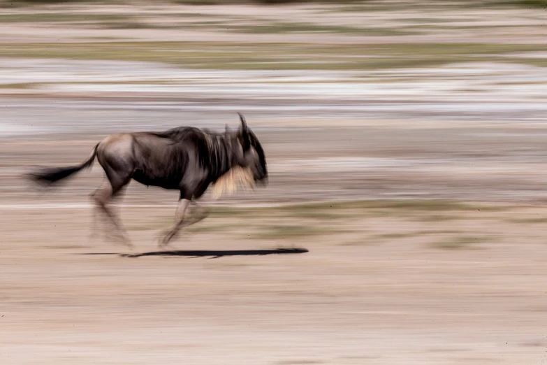 a wildebeest runs through a dry grass field