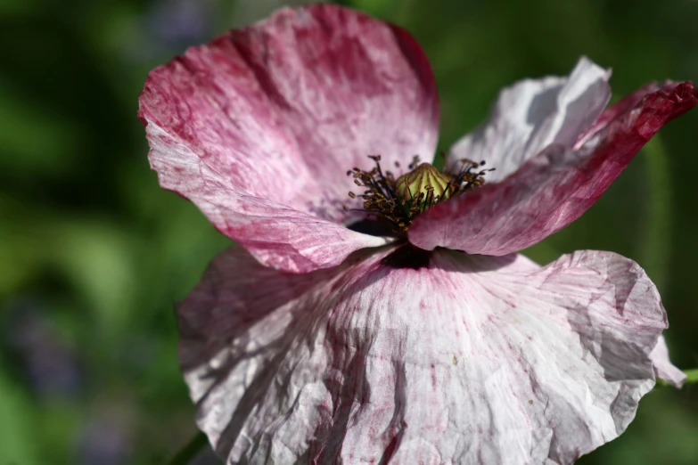 a pink and white flower in the middle of the day