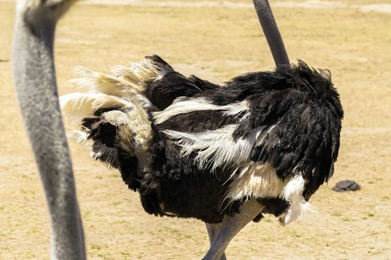 a picture of an ostrich looking back at its feathers