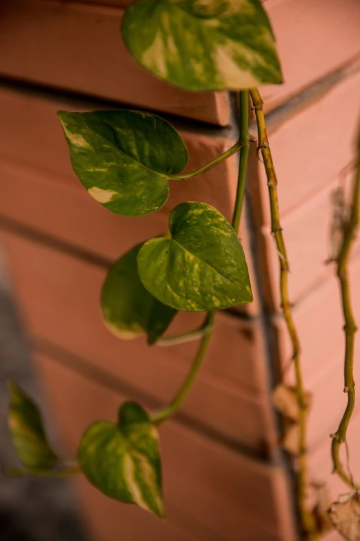 the leaves are growing on a vine that grows near the brick wall