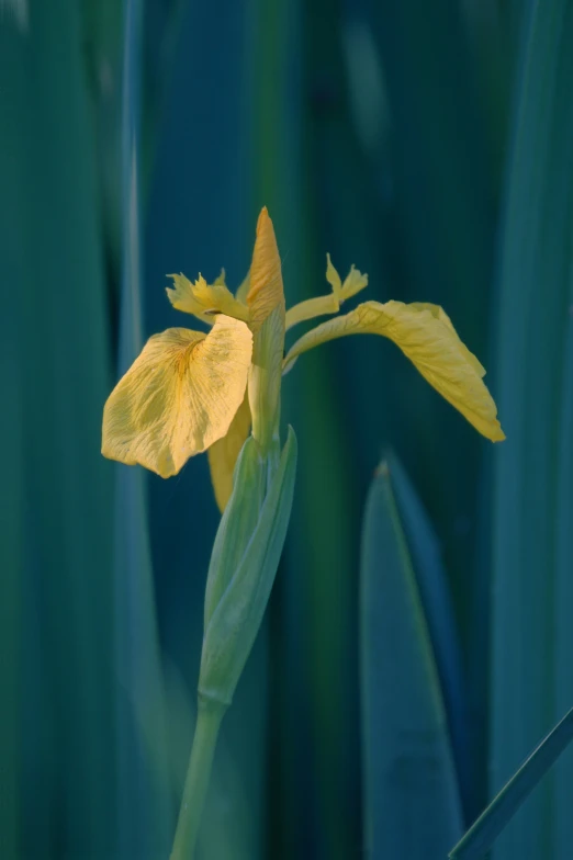 yellow flower in a field with tall green leaves