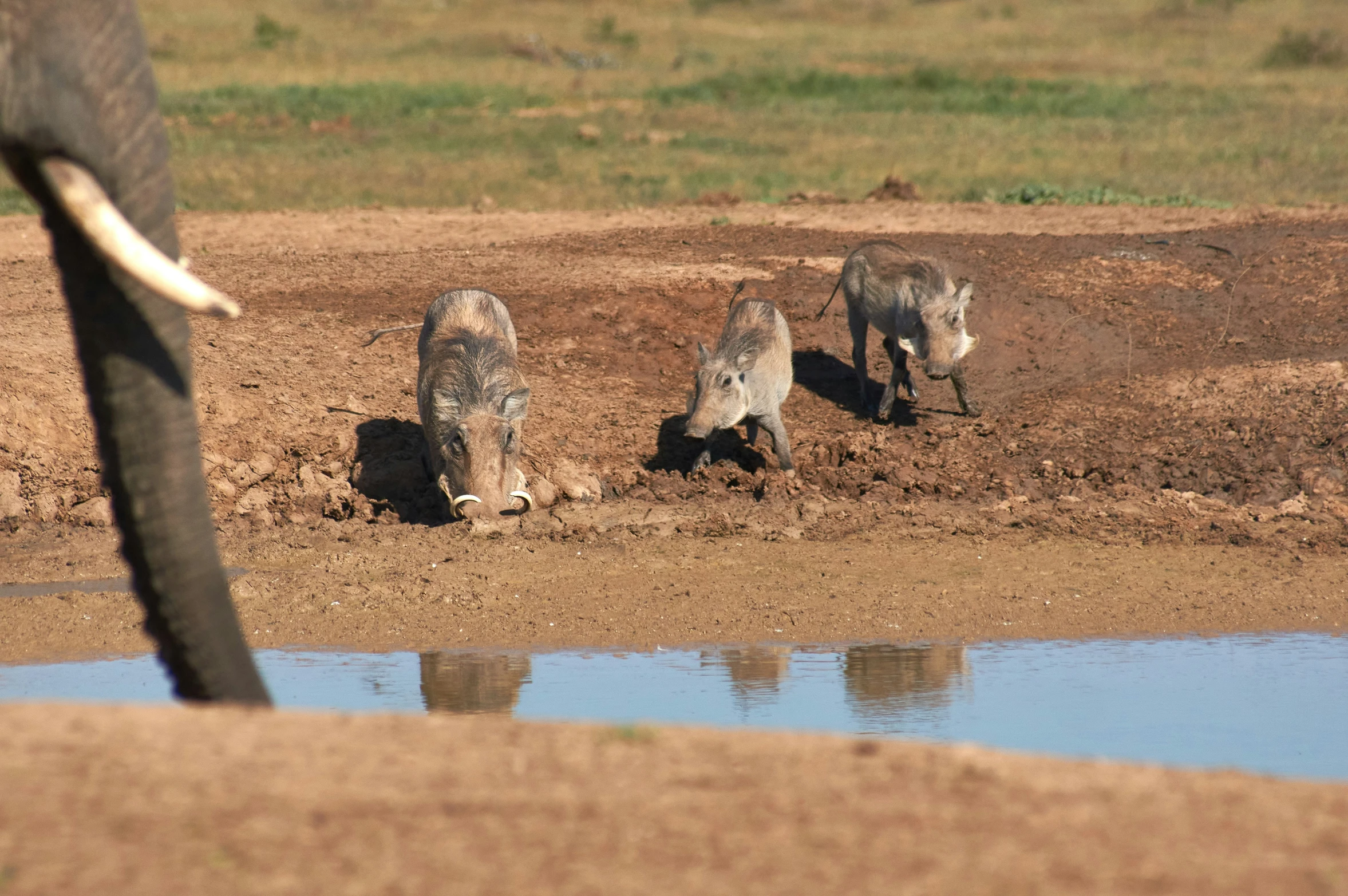 two elephants next to a water hole with it's trunks sticking out