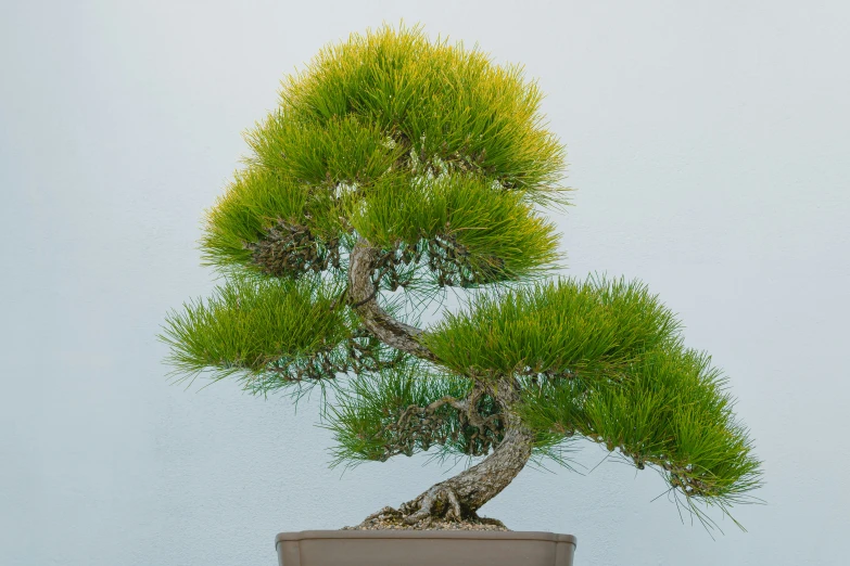 a green bonsai tree in a large square pot