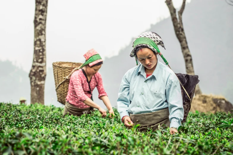 two women working in a tea plantation