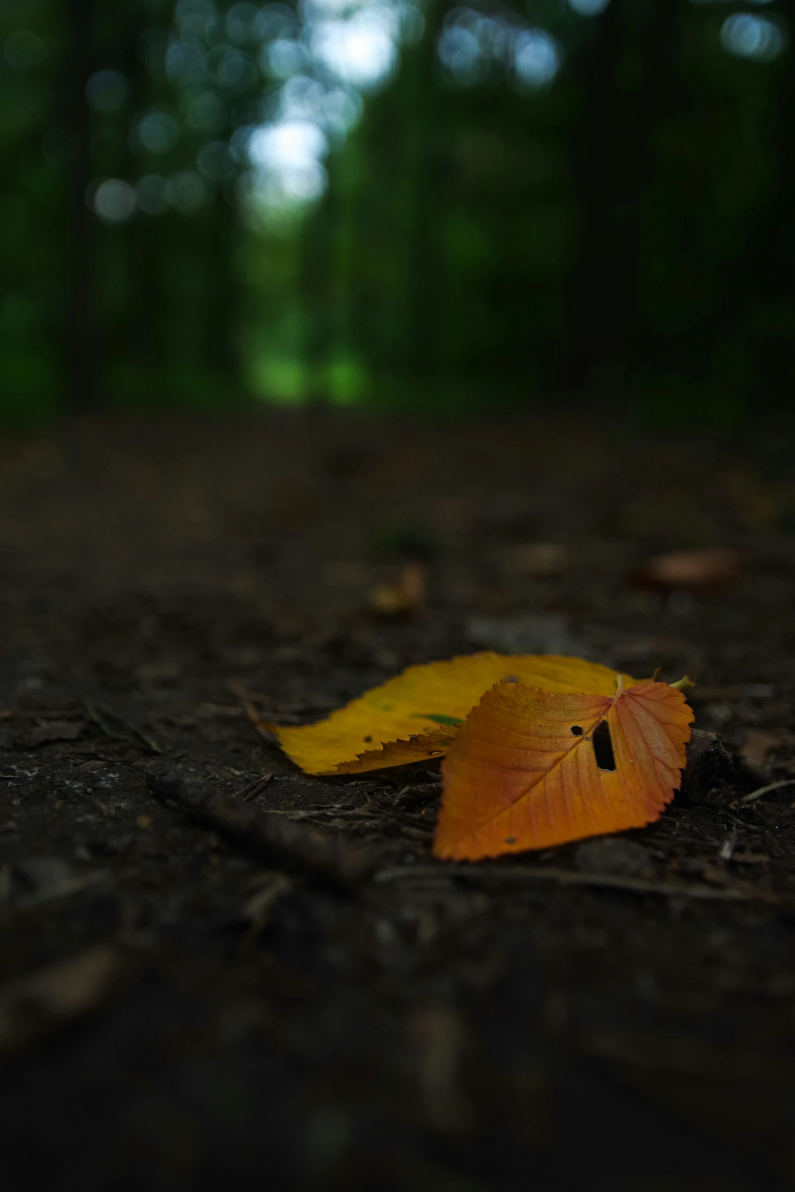 a small yellow leaf laying on the ground