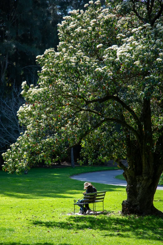 a man sitting on a park bench in the shade