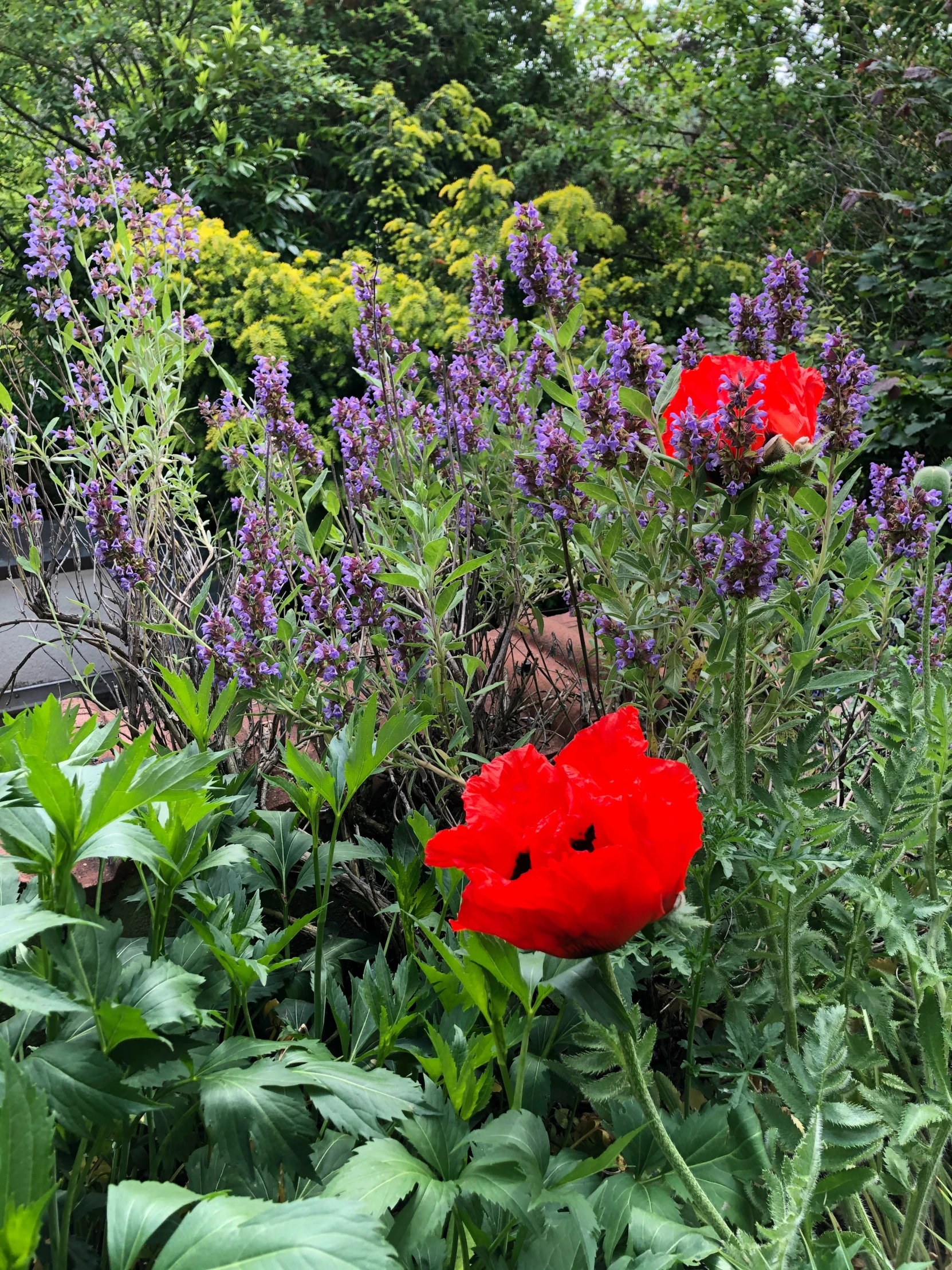 a colorful garden that looks neat and nice