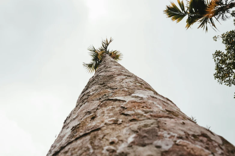 looking up at a tall tree with a green pine in the background