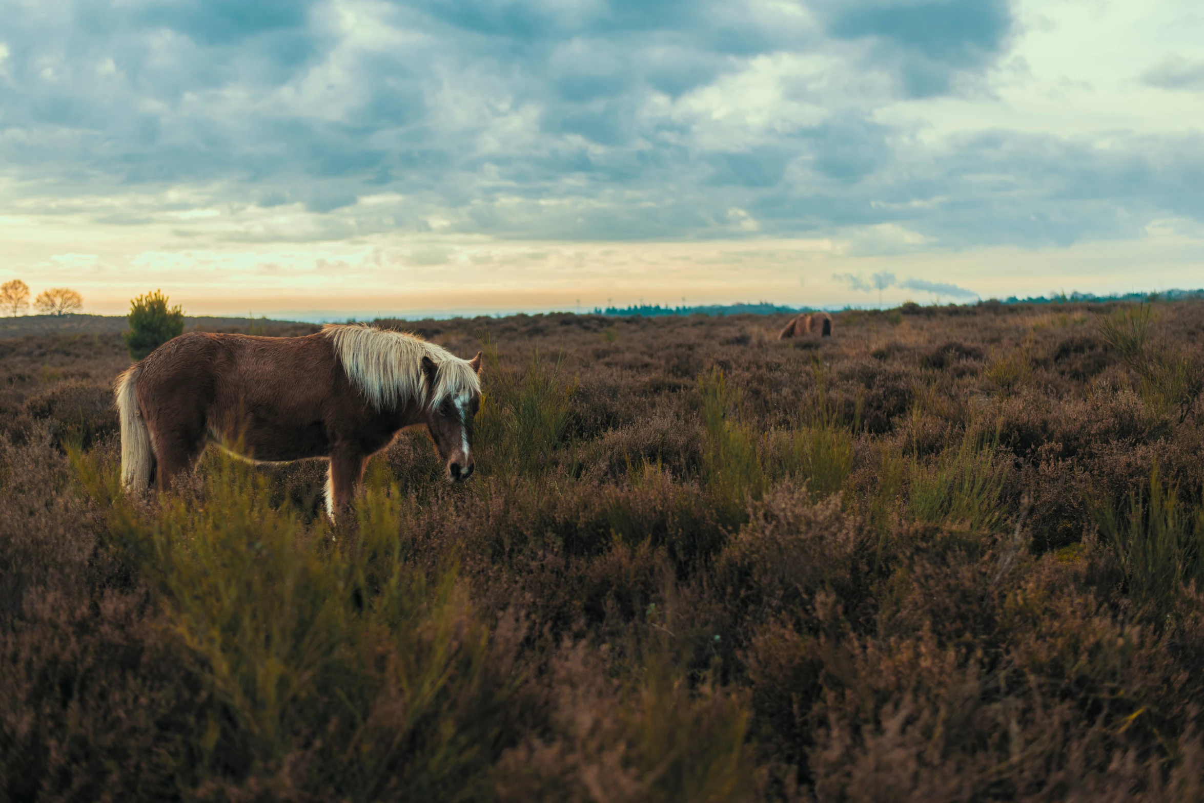 the horse is grazing in the field on a cloudy day