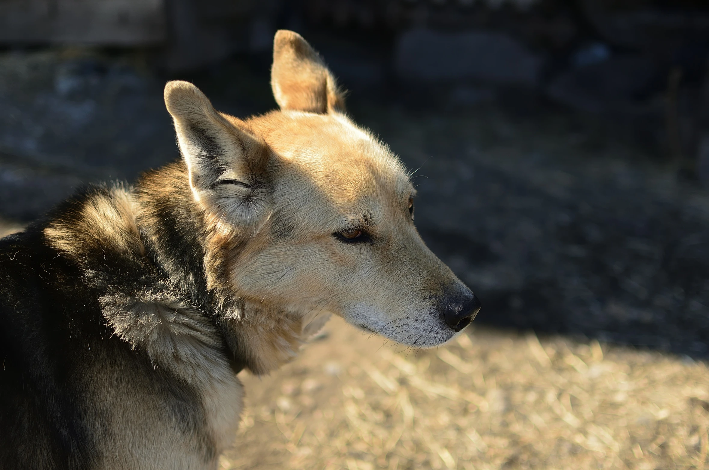 a brown and black dog is in a field