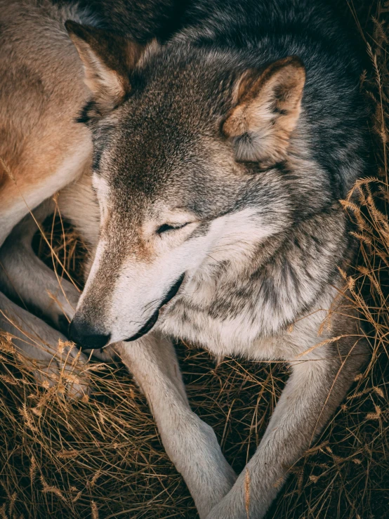 a lone wolf laying in grass, its eyes closed