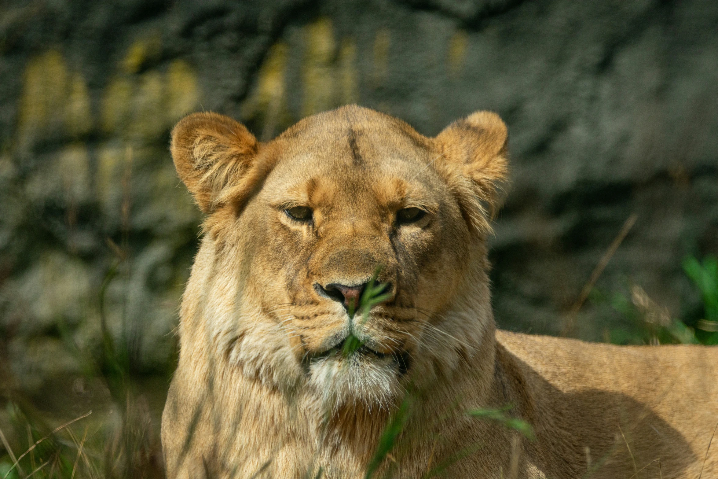 the young lion is relaxing in the wilderness