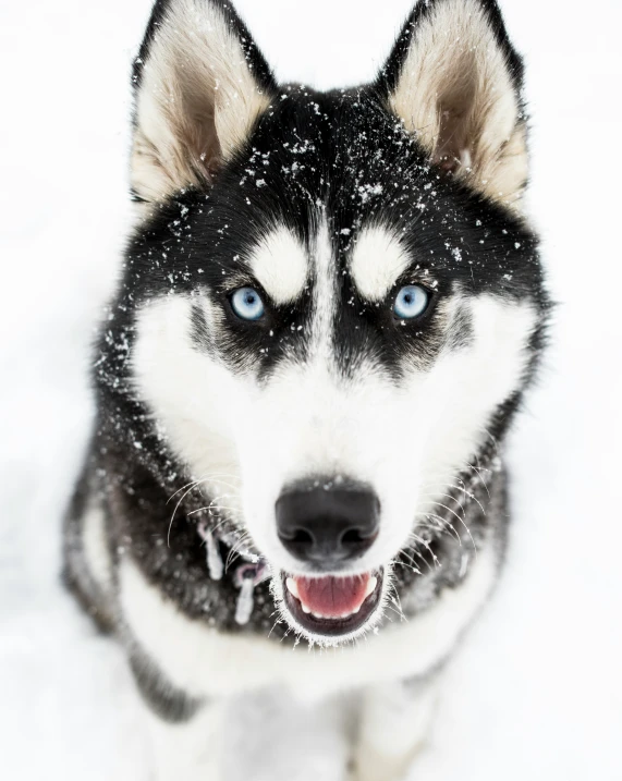 this is an image of a dog in the snow