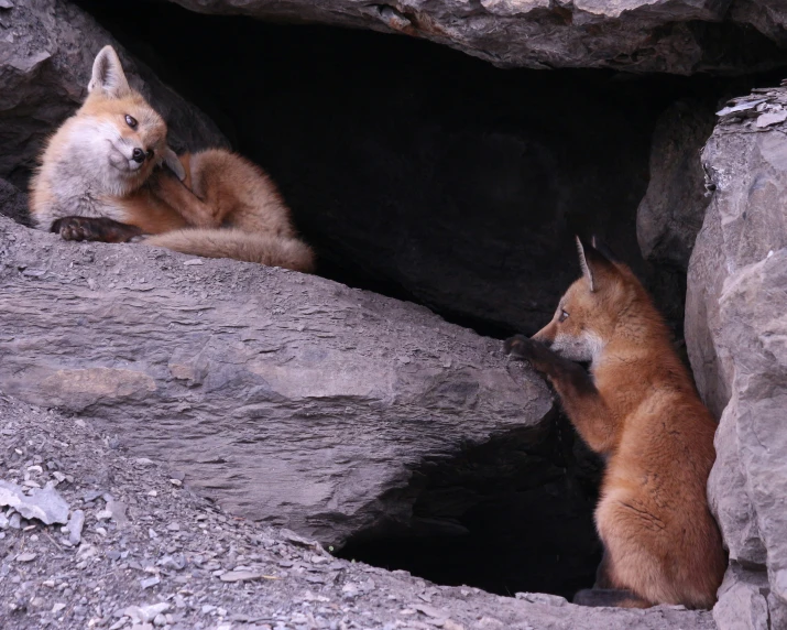 two animals in a cave near large rocks