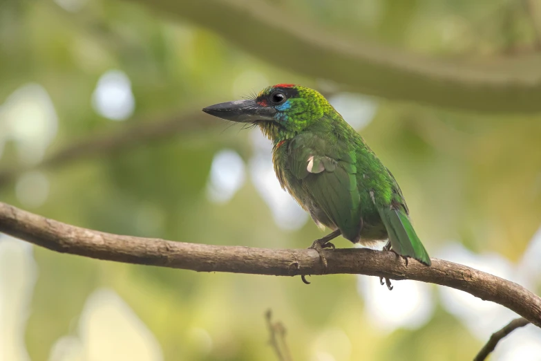 a small green bird sits on a tree nch