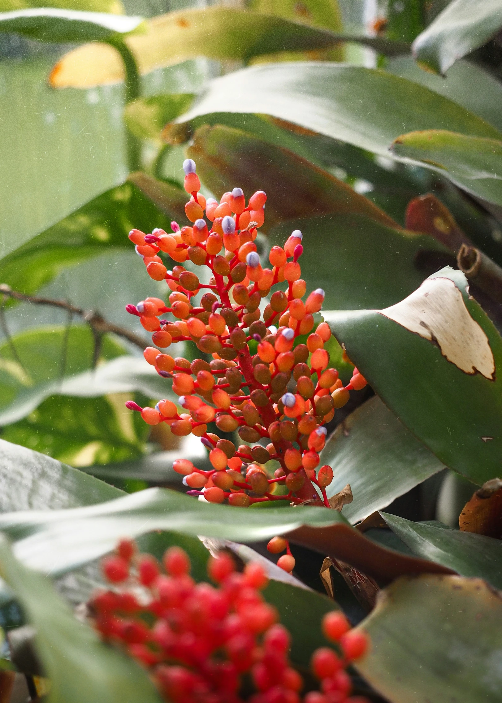 a bush with red berries and green leaves