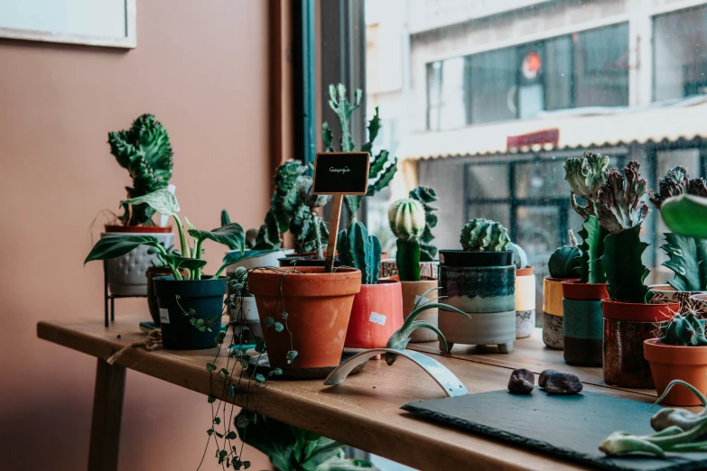 there are many potted plants on the table