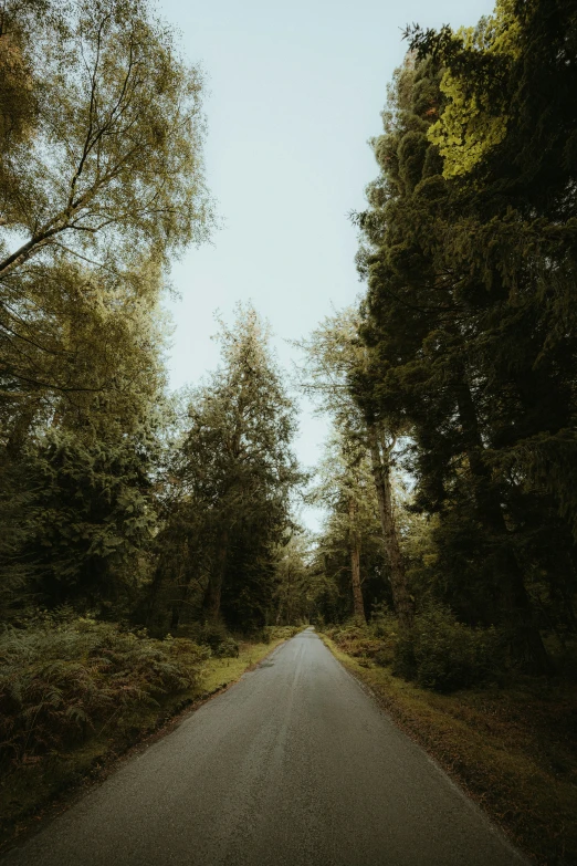 a road that has trees in it with the sky