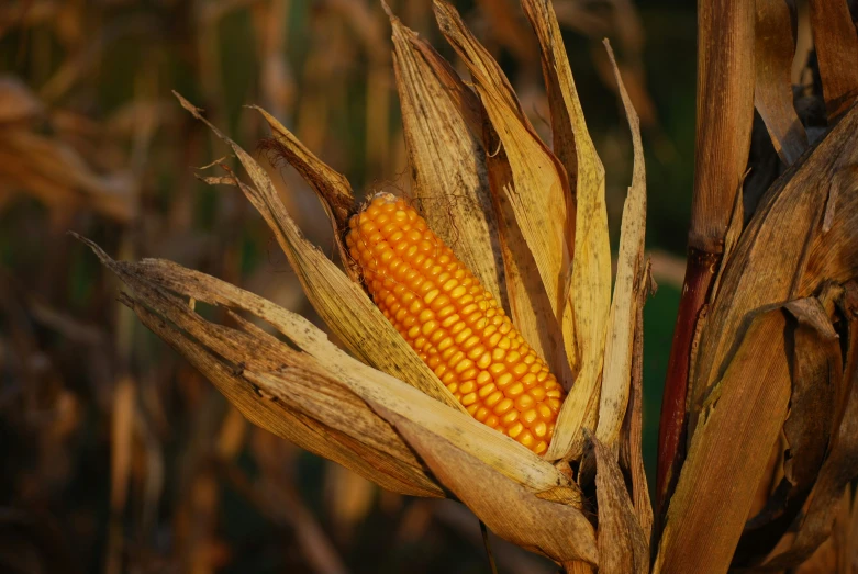 a corn cob is still in the bush, but still still