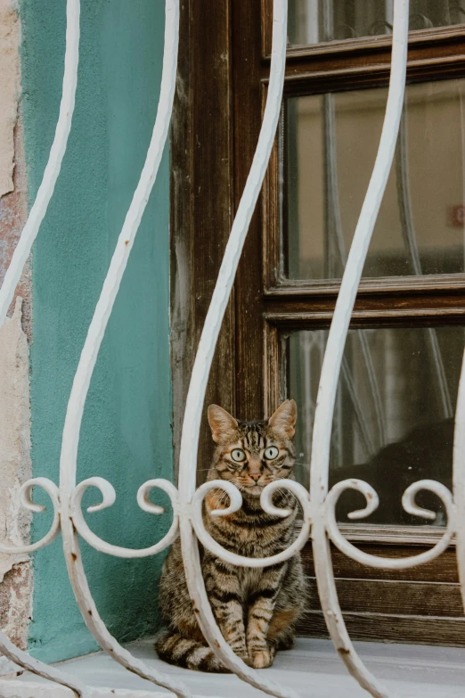 a cat is sitting on the ledge near the window