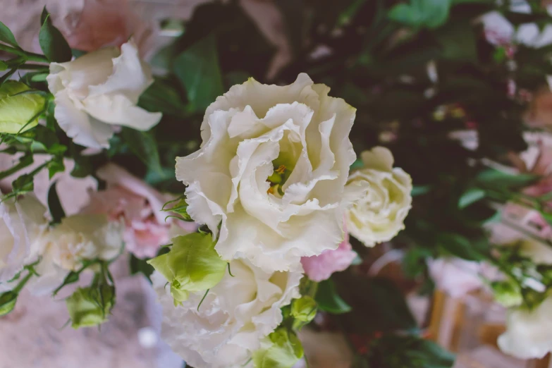 some pink and white flowers sitting next to each other