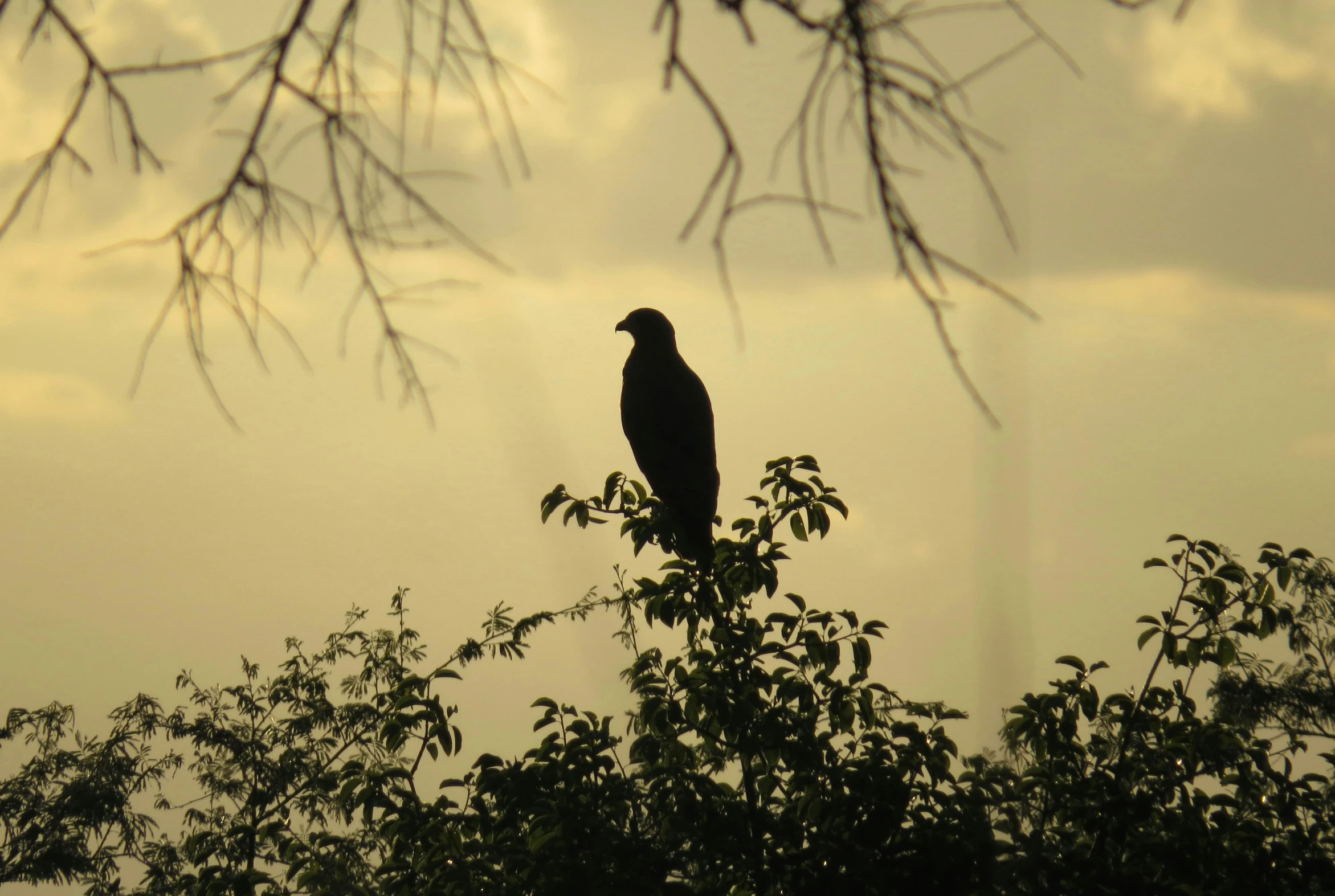 a silhouette of a bird sits on top of some trees