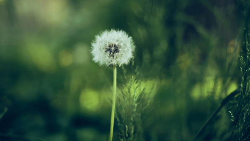 there is a small dandelion that is in the grass