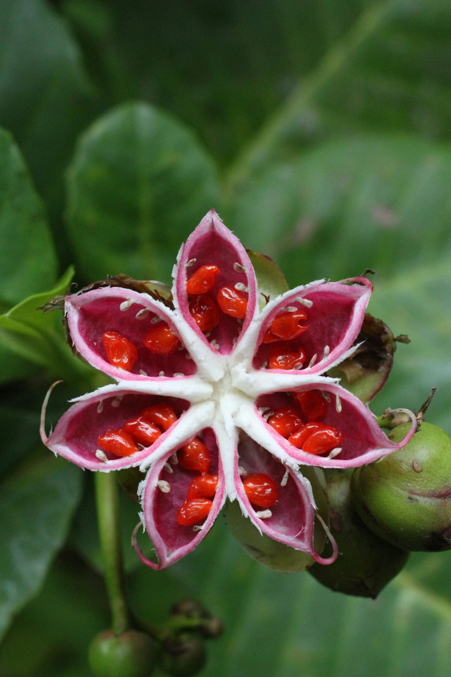 a red and white flower with water drops