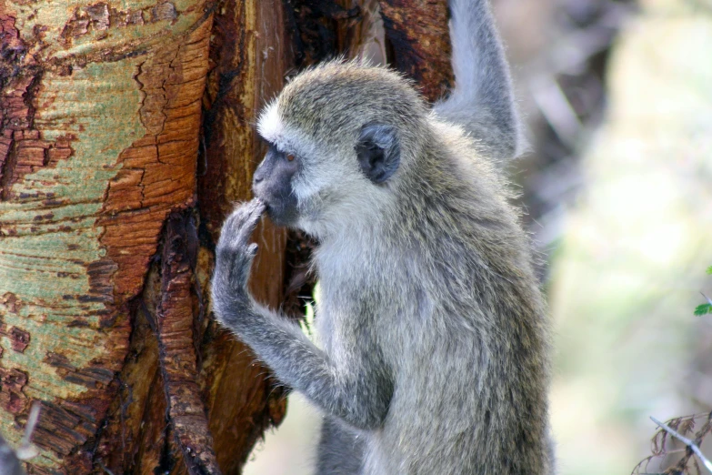 an adult baboon standing by a tree trunk and scratching its hands