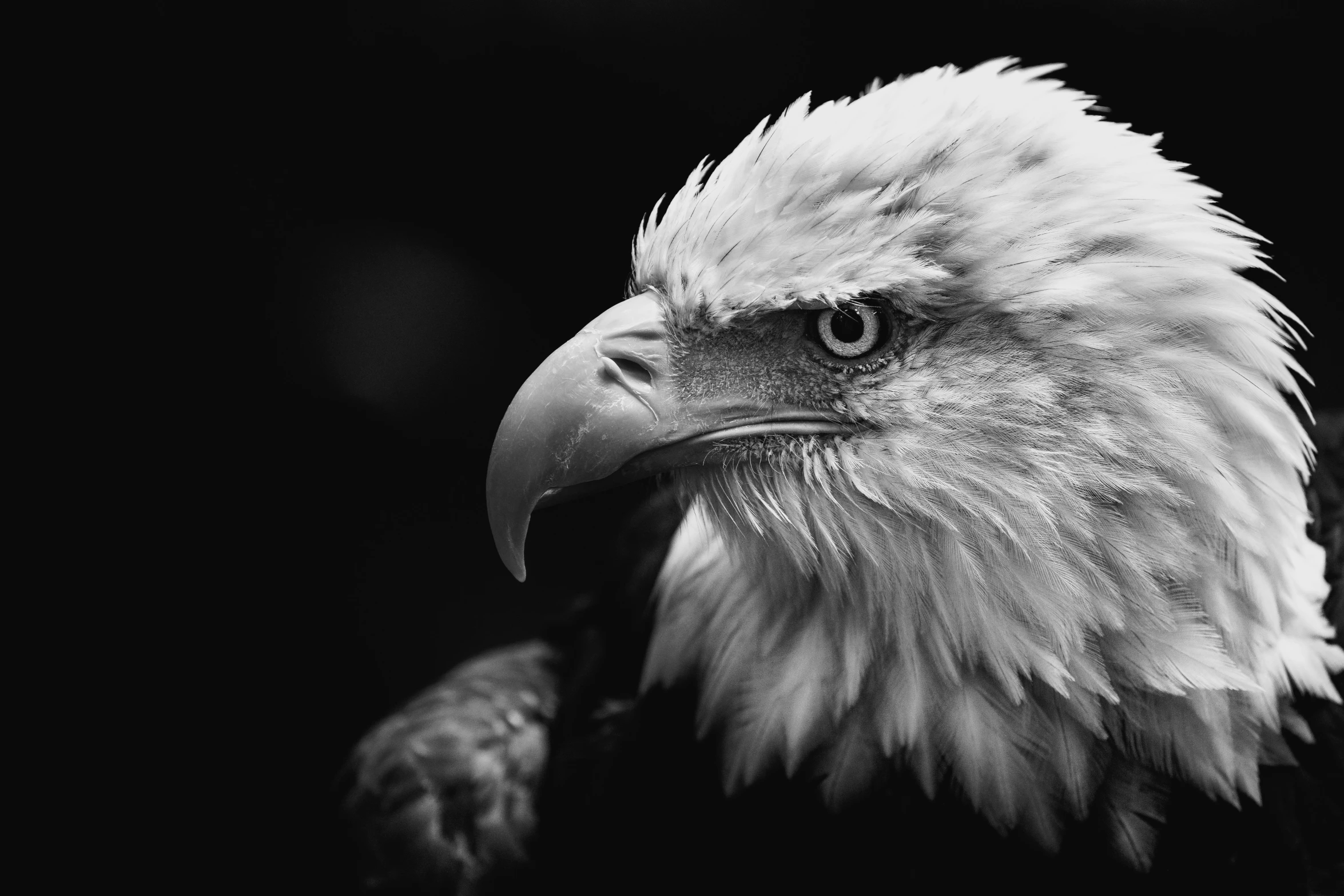 the head and shoulders of a bald eagle