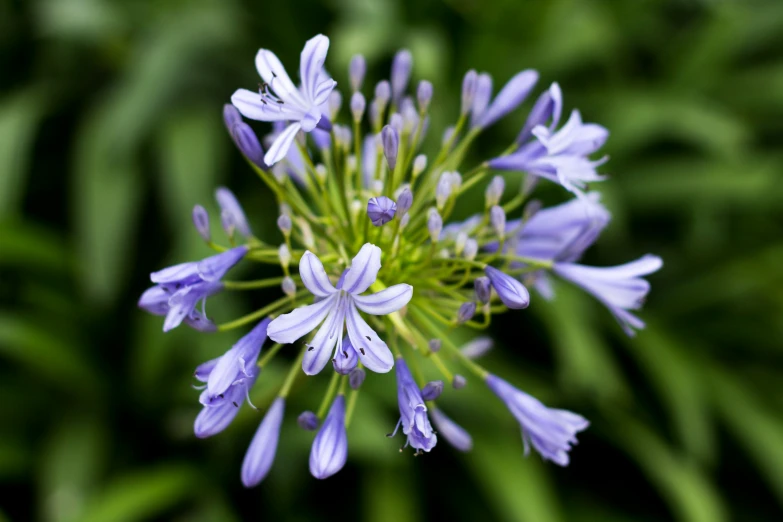 an unripe po of some blue flowers