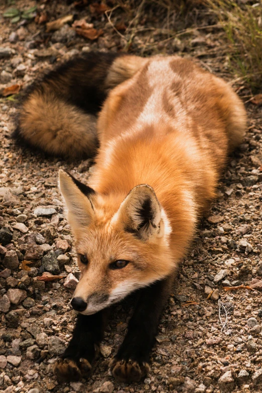 a fox that is laying on some rocks