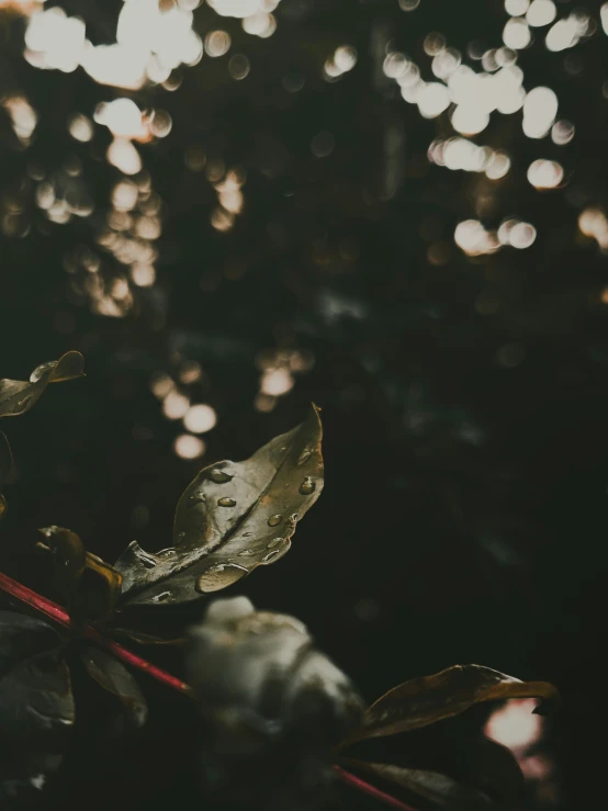 sunbeams shine in the background of leaves