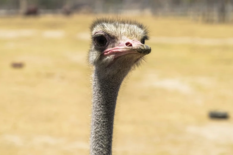 an ostrich looks into the camera lens