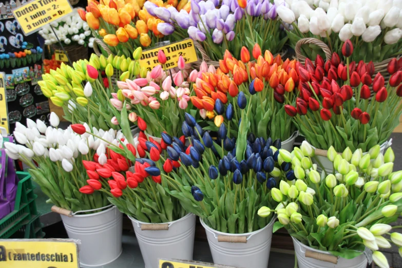 a row of flower potted in a store next to a shelf filled with tulips